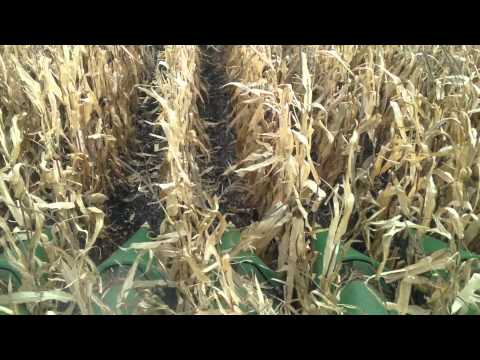 how to harvest cereal rye