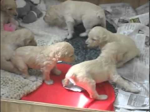 AKC CREAM MALE WILL SHIP