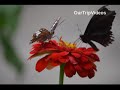 Brookside Gardens(Butterfly Garden), Wheaton, MD, US - Picture