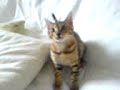 Zico the bengal kitten 8