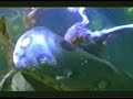Anaconda Eating Rat Anaconda Eating Rat