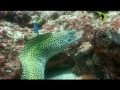 diving in Raja Ampat diving in Raja Ampat