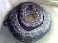 videos de bohol python
