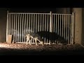 My Dog In 