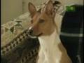 Breed All About It - Basenji