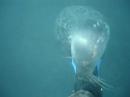 Trip to Lundy Island 2006 with Teign Diving Centre