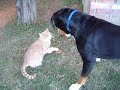 Dog (Mouse) vs Kitty 1 Dog (Mouse) vs Kitty 1