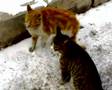 ��lg�n kediler    