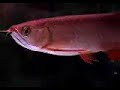 For Sale Red Tail Golden Blue Base Philippines 09202932441