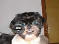 Me cachorro Panda falante