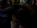 Vaquillera en Interpe�as