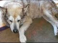 RIP Sasha- Lonely Day