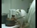 Cat Killer?