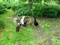 Quack. New Ducks