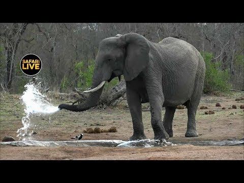 動画