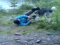 Wolf in Basecamp