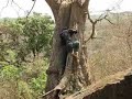 Mallik descending the tree