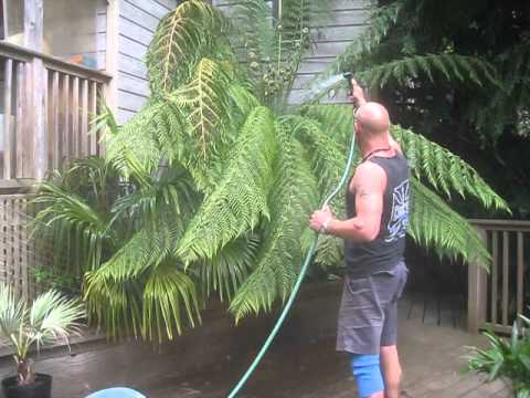 how to fertilize ferns