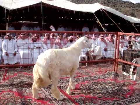 مزاد الزرقي السادس لمزايين الفحول الحريه