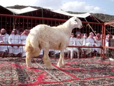 مزاد الزرقي السادس لمزايين الفحول الحريه