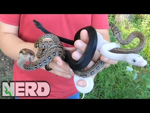 YouTube reptile video