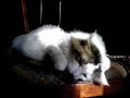 Multitasking Cat