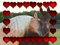ivory pal, love, trust, kindness, tennessee walking horse, ivory knoll ranch, stallion, ocala, florida, mgd by dixie plantation equestrian events.