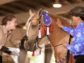 ivory pal, love, trust, kindness, tennessee walking horse, ivory knoll ranch, stallion, ocala, florida, mgd by dixie plantation equestrian events.