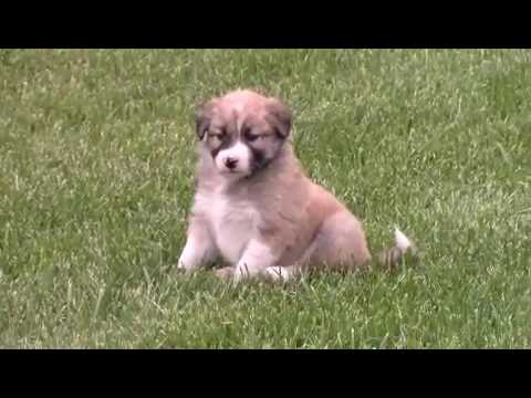 Dora - Shaded Sable Border Collie