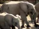 Elephant spits!