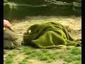 Knut ist gut - www.Der-Eisb�r.com