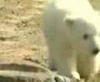 Knut ist gut - www.Der-Eisbär.com