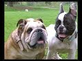 30 millions d'amis - bouledogue