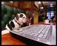 30 millions d'amis - Bouledogue