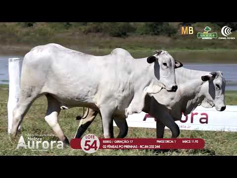 2 DE OLHO NA FAZENDA NELORE AURORA