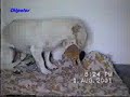 Dog Betty breastfeeding the kitten Kato Dog Betty breastfeeding the kitten Kato