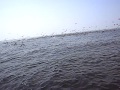 SRV-20mikitty号2011.05.18.相模湾.凄い鳥山.NO2