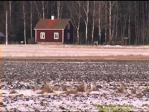 Fjälluggla - Fjälluggla. Gesala i Västmanland 5-Mars 2001, Snowy Owl in Sweden, AROS FILM Fotograf: Gunnar Fernqvist.