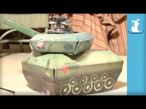 YouTube: el tierno video del gato que juega a ser soldado