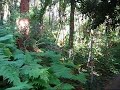 Jungle