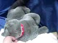wafer british blue shorthair