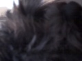 videos de Coco