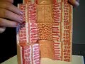 GI Tract