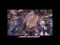 Porcini...al freddo e al gelo!!! Viterbo 30 ottobre 2012 Porcini...al freddo e al gelo!!! Viterbo 30 ottobre 2012