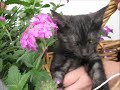 Chat Mirtille