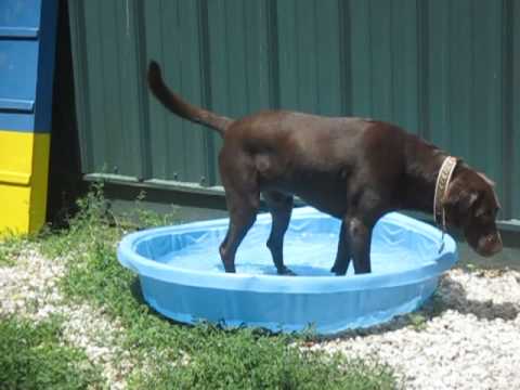 Two Labs, Two pools