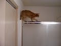Super Cat Jumping 2