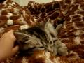 Grooming3 Grooming3