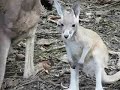 boxing-kangaroo.html