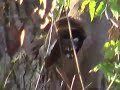 Join brothers Todd and Steve Borland as they take you out or some daytime coon calling in southeastern and central Nebraska. With over 15 years of experience calling coons day and night you will learn how they setup, the sounds to use throughout different parts of the season as well as some very close encounters! Featuring hunts with Rick Pailet (Verminator Predator Calls) who takes a coon off the top of the caller at 7 yards with his bow! A variety of guns are used including 22 mag, .17 HMR, AR15, pistol and a couple scenes with bow. Coons called in using a variety of our Bandit Series of Game Calls featuring our Bandit with the built in decoy. Watch as the little grizzlies come in and smash the caller/decoy looking for a fight! Very entertaining and highly addictive! DVD - 60 Minutes